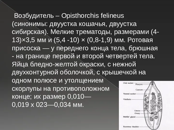 Возбудитель – Opisthorchis felineus (синонимы: двуустка кошачья, двуустка сибирская). Мелкие трематоды,