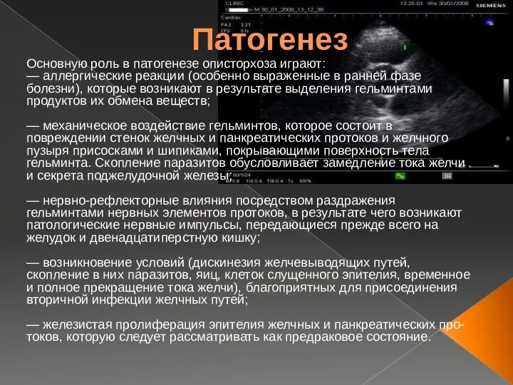 Патогенез Основную роль в патогенезе описторхоза играют: — аллергические реакции (особенно