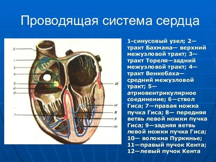 Проводящая система сердца 1-синусовый узел; 2—тракт Бахмана— верхний межузловой тракт; 3—