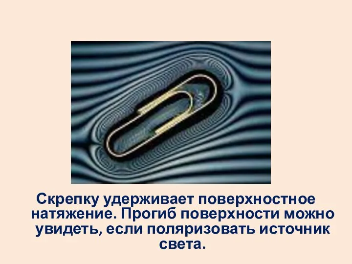 Скрепку удерживает поверхностное натяжение. Прогиб поверхности можно увидеть, если поляризовать источник света.