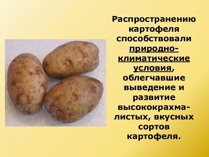 Распространению картофеля способствовали природно-климатические условия, облегчавшие выведение и развитие высококрахма-листых, вкусных сортов картофеля.