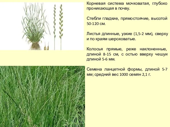 Корневая система мочковатая, глубоко проникающая в почву. Стебли гладкие, прямостоячие, высотой