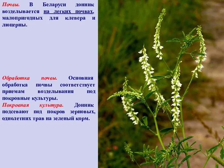 Почвы. В Беларуси донник возделывается на легких почвах, малопригодных для клевера