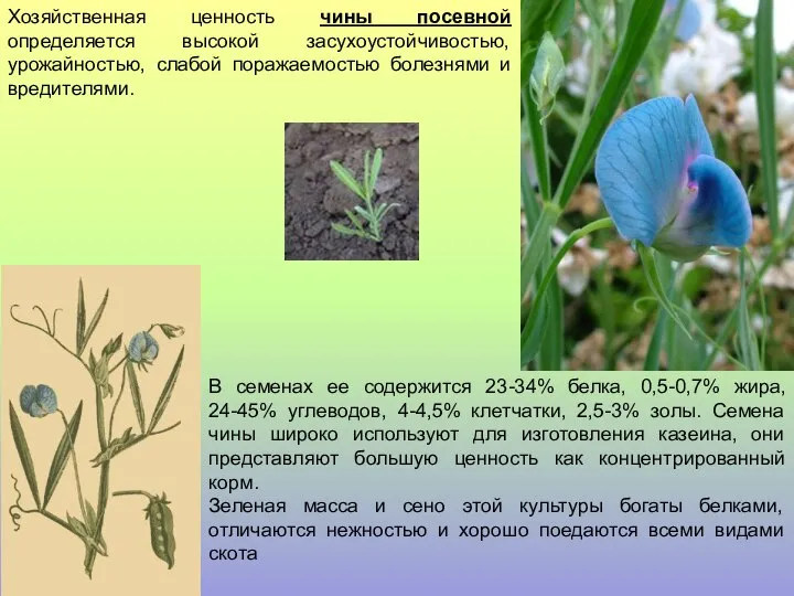 Хозяйственная ценность чины посевной определяется высокой засухоустойчивостью, урожайностью, слабой поражаемостью болезнями