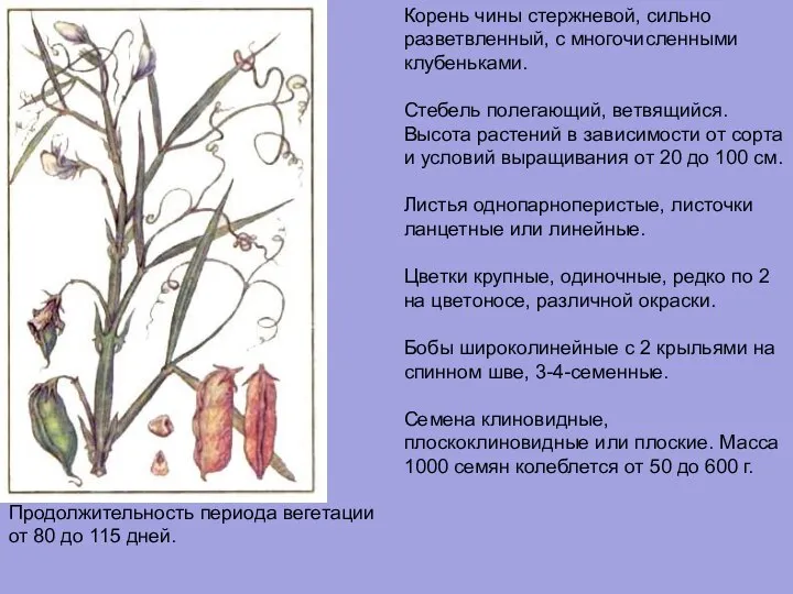 Корень чины стержневой, сильно разветвленный, с многочисленными клубеньками. Стебель полегающий, ветвящийся.