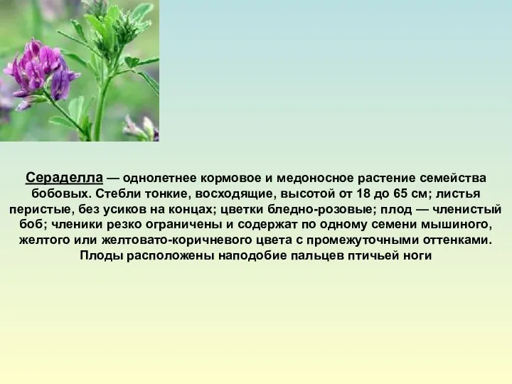 Сераделла — однолетнее кормовое и медоносное растение семейства бобовых. Стебли тонкие,