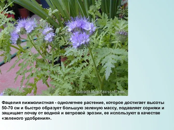 Фацелия пижмолистная - однолетнее растение, которое достигает высоты 50-70 см и
