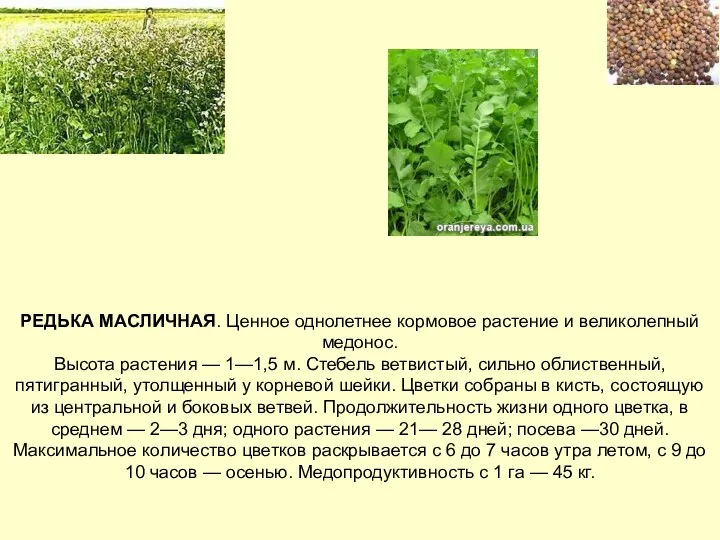 РЕДЬКА МАСЛИЧНАЯ. Ценное однолетнее кормовое растение и великолепный медонос. Высота растения