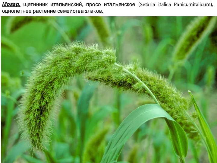 Могар, щетинник итальянский, просо итальянское (Setaria italica Panicumitalicum), однолетнее растение семейства злаков.