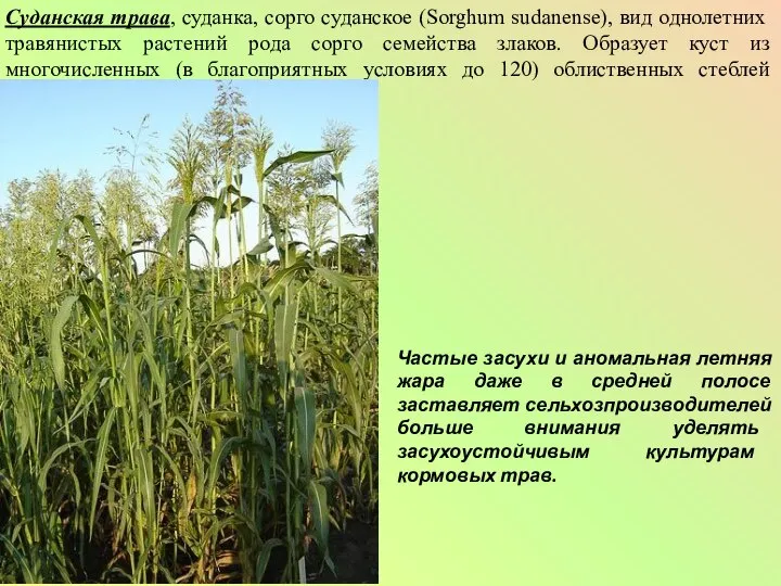 Суданская трава, суданка, сорго суданское (Sorghum sudanense), вид однолетних травянистых растений