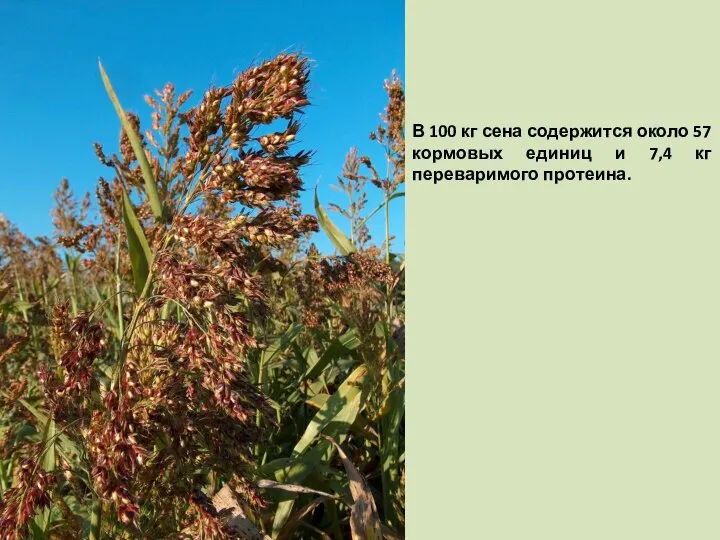 В 100 кг сена содержится около 57 кормовых единиц и 7,4 кг переваримого протеина.