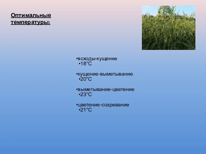 всходы-кущение 18°С кущение-выметывание 20°С выметывание-цветение 23°С цветение-созревание 21°С Оптимальные температуры: