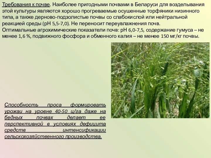 Требования к почве. Наиболее пригодными почвами в Беларуси для возделывания этой