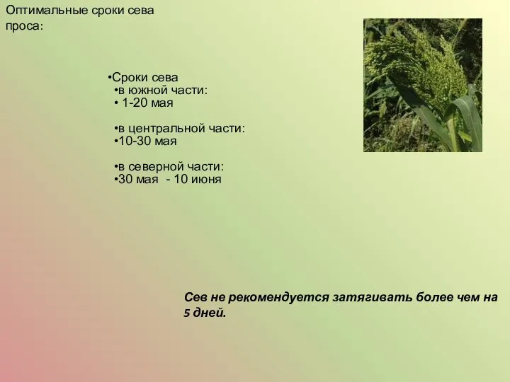 Сроки сева в южной части: 1-20 мая в центральной части: 10-30