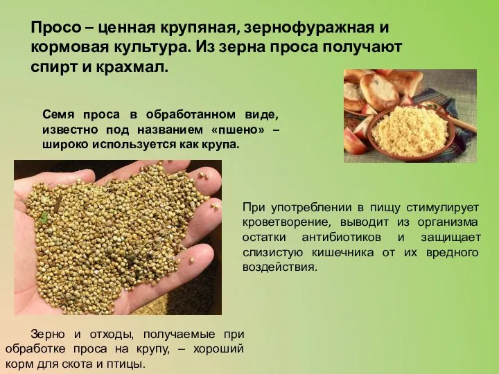 Просо – ценная крупяная, зернофуражная и кормовая культура. Из зерна проса