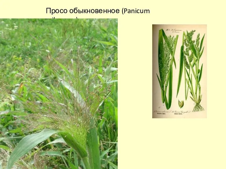 Просо обыкновенное (Panicum milaceum).