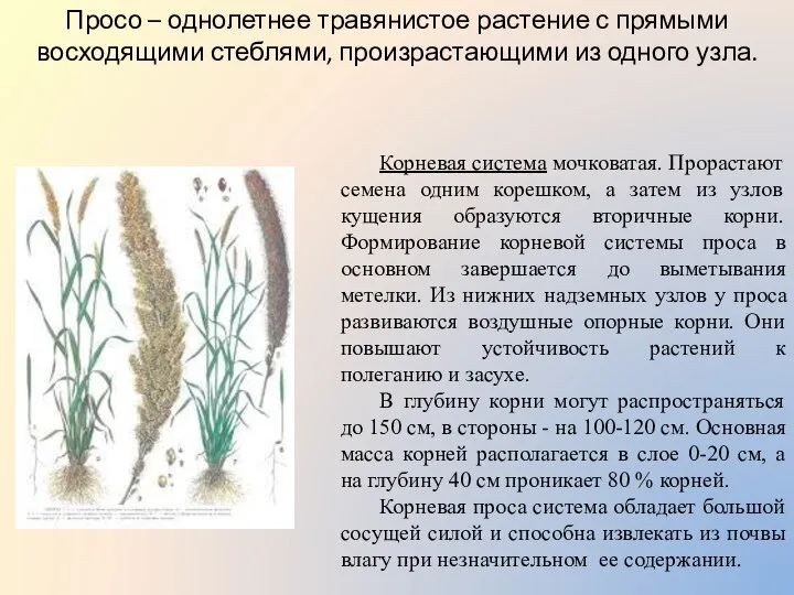 Просо – однолетнее травянистое растение с прямыми восходящими стеблями, произрастающими из