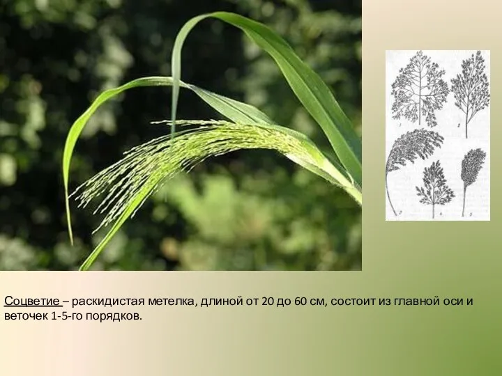 Соцветие – раскидистая метелка, длиной от 20 до 60 см, состоит