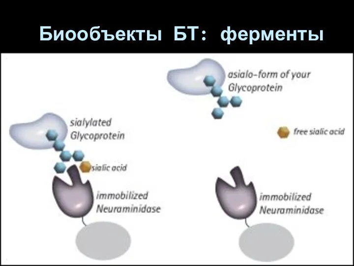 Биообъекты БТ: ферменты