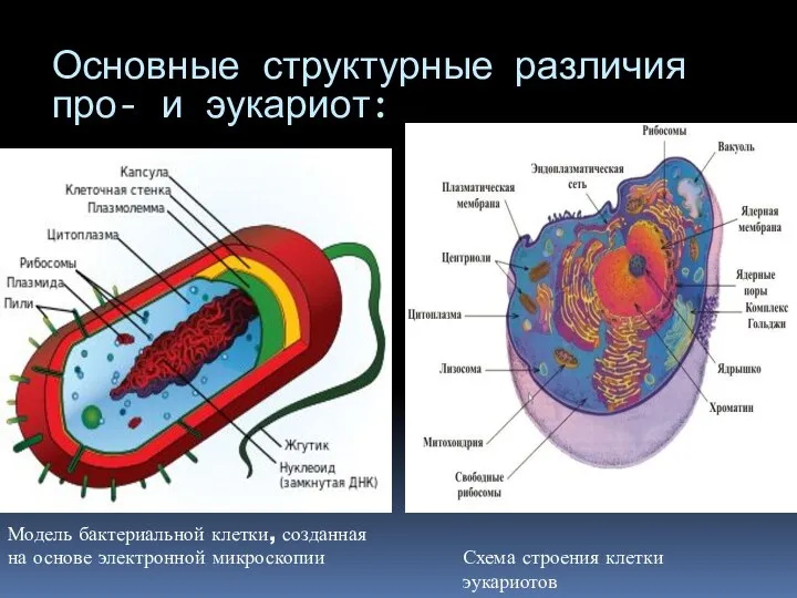 Основные структурные различия про- и эукариот: Модель бактериальной клетки, созданная на