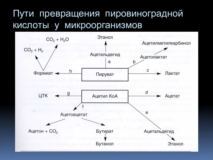 Пути превращения пировиноградной кислоты у микроорганизмов