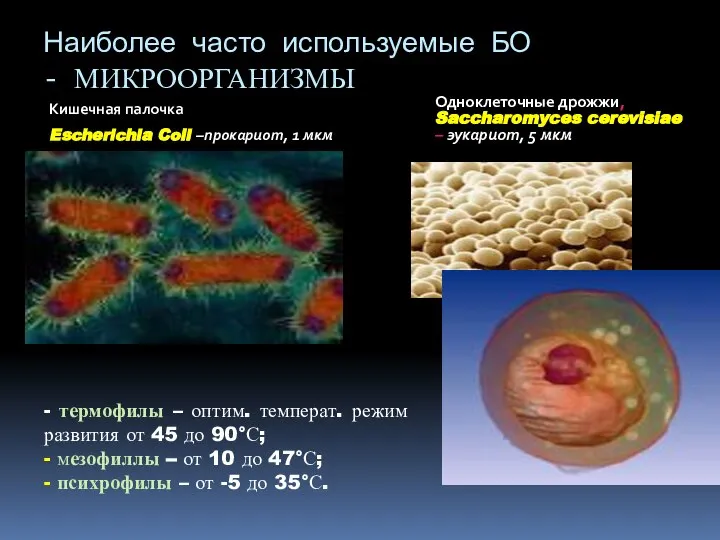 Наиболее часто используемые БО - МИКРООРГАНИЗМЫ Кишечная палочка Escherichia Coli –прокариот,