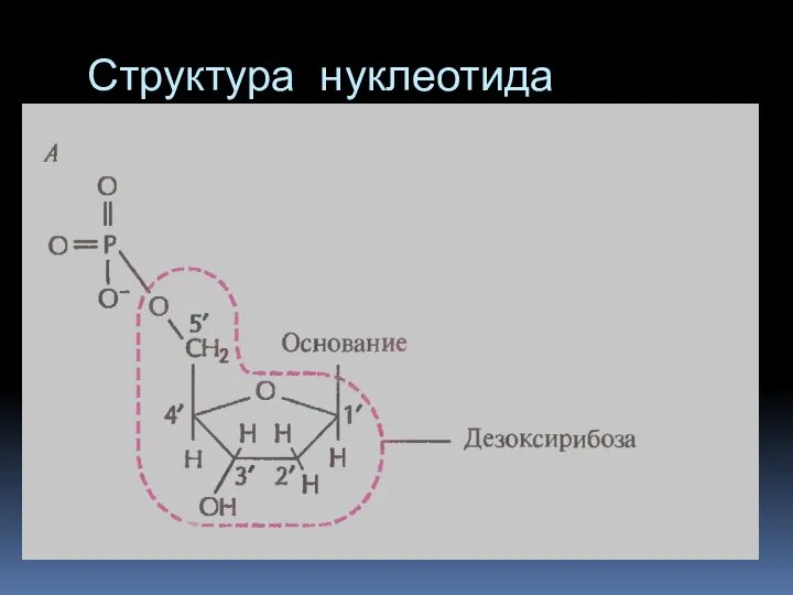 Структура нуклеотида