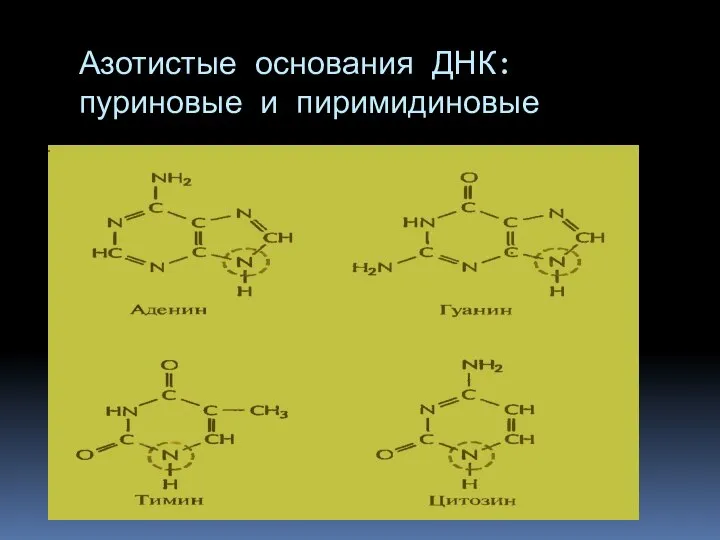 Азотистые основания ДНК: пуриновые и пиримидиновые