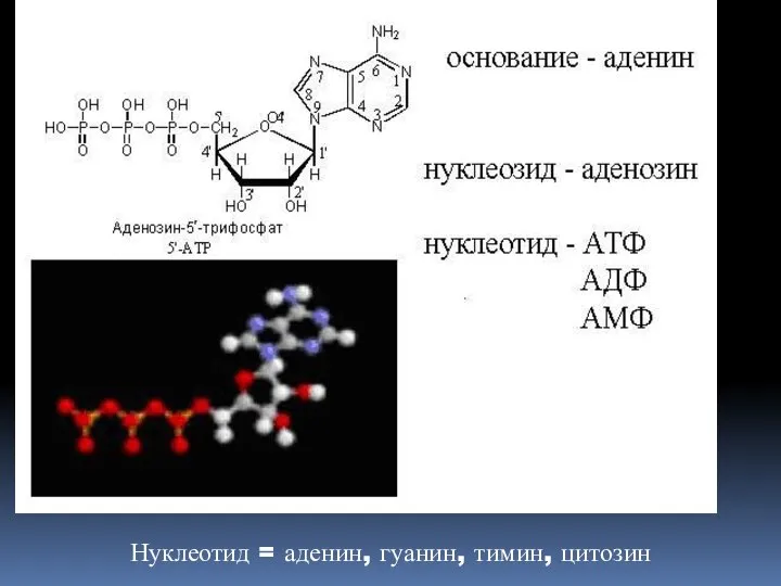 Нуклеотид = аденин, гуанин, тимин, цитозин