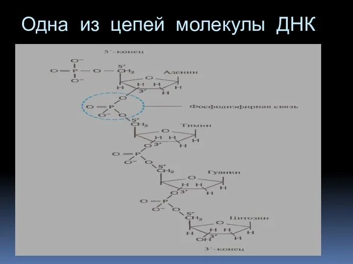 Одна из цепей молекулы ДНК