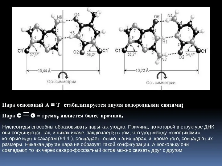 Пара оснований А = Т стабилизируется двумя водородными связями; Пара C