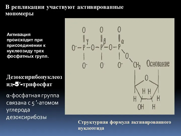 В репликации участвуют активированные мономеры Дезоксирибонуклеозид-5′-трифосфат α-фосфатная группа связана с 5