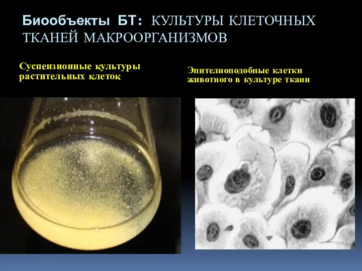 Биообъекты БТ: КУЛЬТУРЫ КЛЕТОЧНЫХ ТКАНЕЙ МАКРООРГАНИЗМОВ Суспензионные культуры растительных клеток Эпителиоподобные клетки животного в культуре ткани