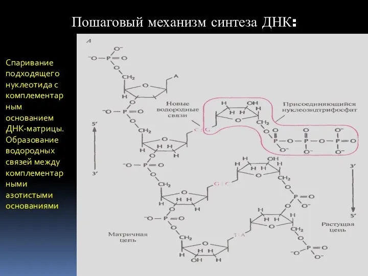 Пошаговый механизм синтеза ДНК: Спаривание подходящего нуклеотида с комплементарным основанием ДНК-матрицы.