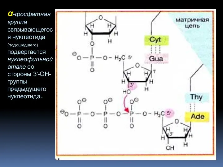 α-фосфатная группа связывающегося нуклеотида (подошедшего) подвергается нуклеофильной атаке со стороны 3'-ОН-группы предыдущего нуклеотида.