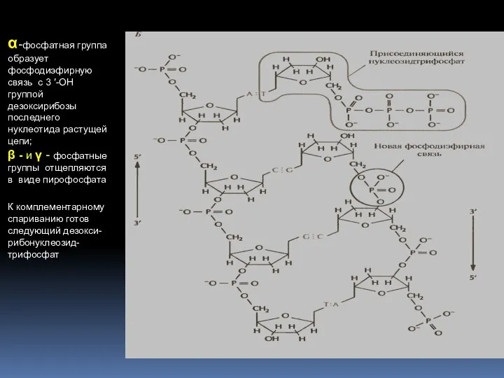 α-фосфатная группа образует фосфодиэфирную связь с 3 ′-ОН группой дезоксирибозы последнего
