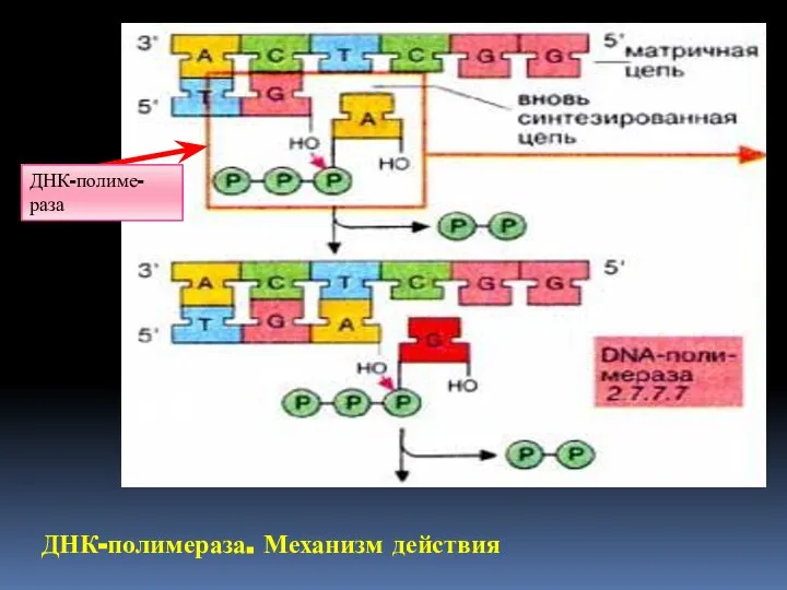 ДНК-полимераза. Механизм действия ДНК-полиме-раза