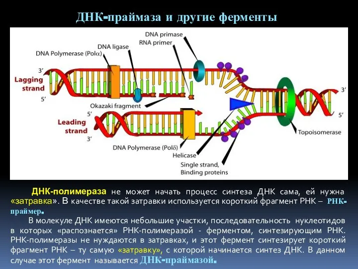 ДНК-праймаза и другие ферменты ДНК-полимераза не может начать процесс синтеза ДНК