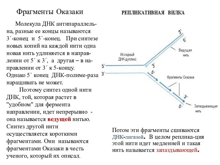 Фрагменты Оказаки Молекула ДНК антипараллель-на, разные ее концы называются 3΄-конец и