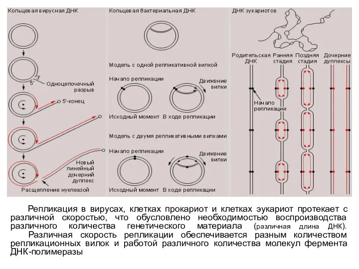 Репликация в вирусах, клетках прокариот и клетках эукариот протекает с различной