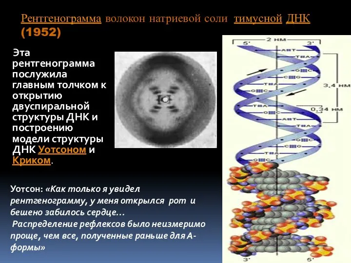 Рентгенограмма волокон натриевой соли тимусной ДНК (1952) Эта рентгенограмма послужила главным