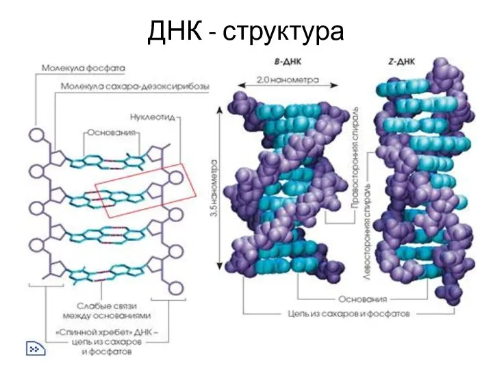 ДНК - структура