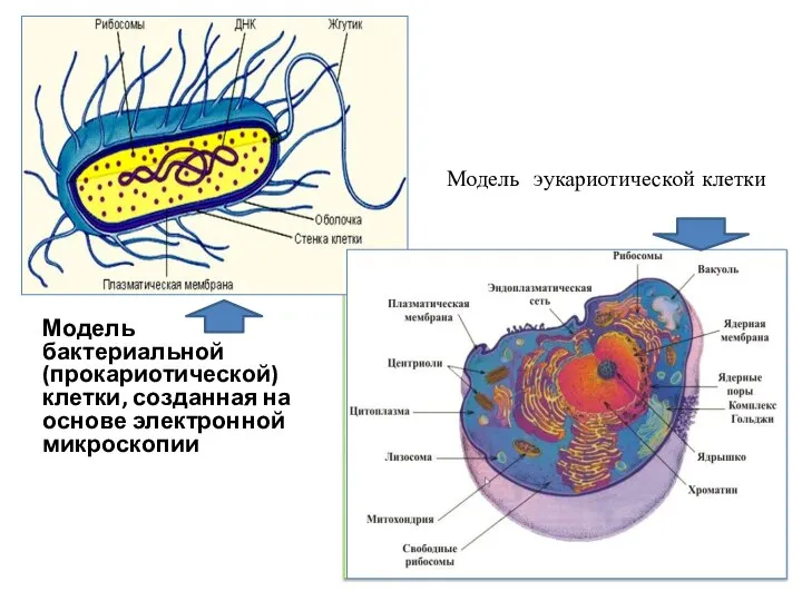 Модель бактериальной (прокариотической) клетки, созданная на основе электронной микроскопии Модель эукариотической клетки