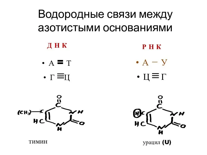 Водородные связи между азотистыми основаниями Д Н К Р Н К