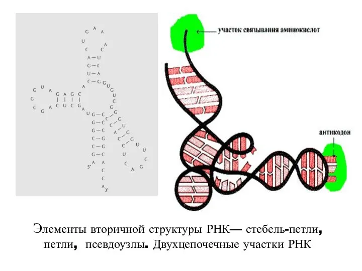 Элементы вторичной структуры РНК— стебель-петли, петли, псевдоузлы. Двухцепочечные участки РНК