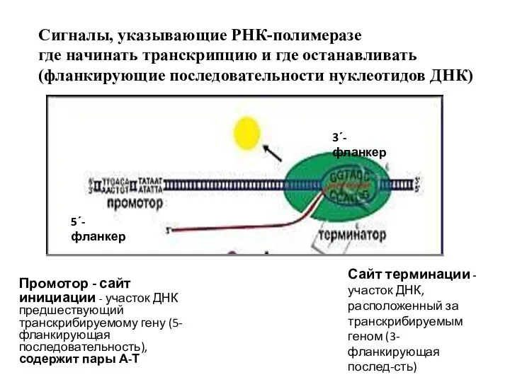 Сигналы, указывающие РНК-полимеразе где начинать транскрипцию и где останавливать (фланкирующие последовательности