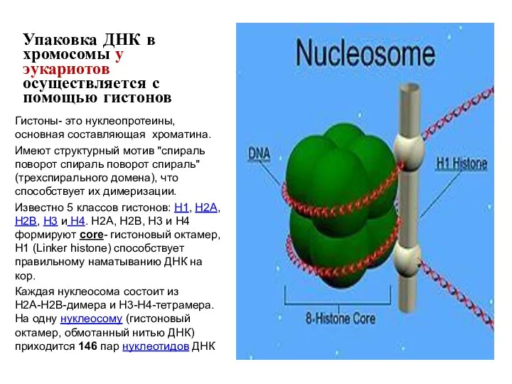 Упаковка ДНК в хромосомы у эукариотов осуществляется с помощью гистонов Гистоны-