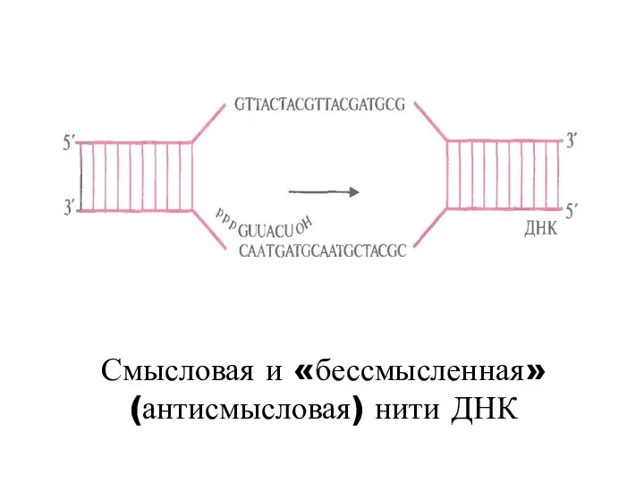 Смысловая и «бессмысленная» (антисмысловая) нити ДНК