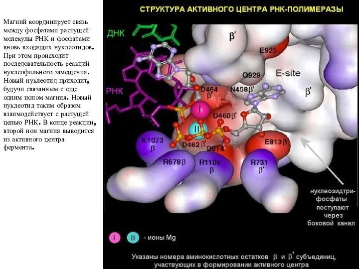 Магний координирует связь между фосфатами растущей молекулы РНК и фосфатами вновь