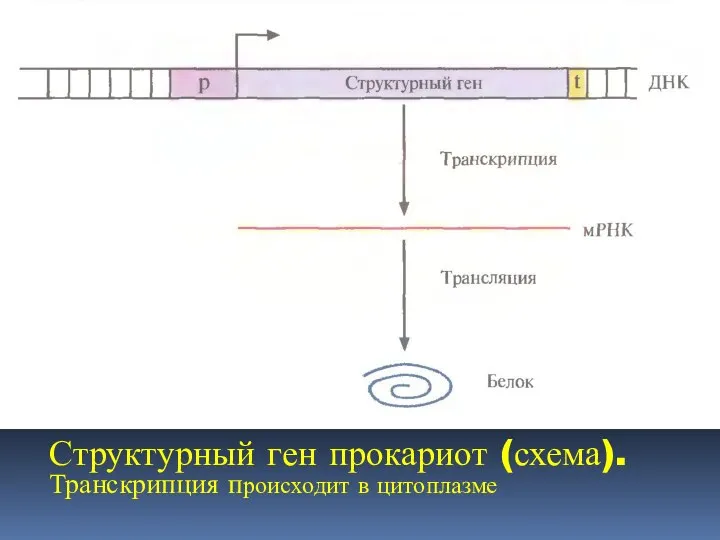 Структурный ген прокариот (схема). Транскрипция происходит в цитоплазме